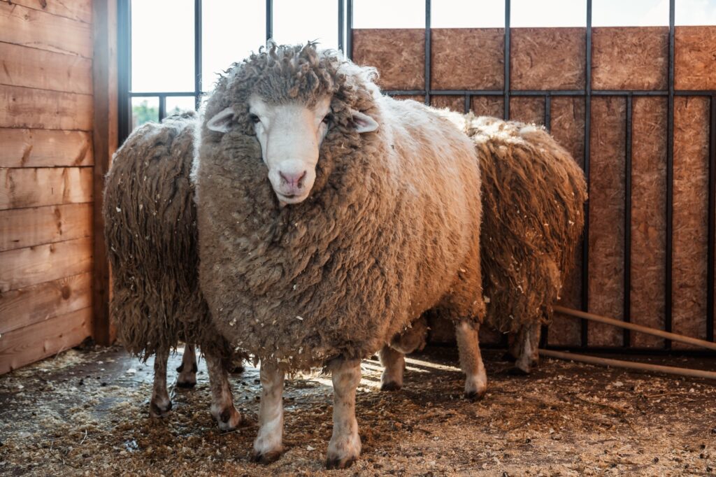 A portrait of a sheep at a farm