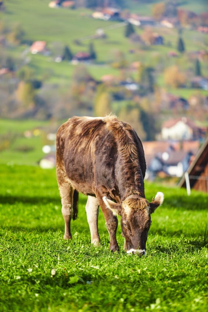 Cows grazing on a green summer meadow. Herd of cows. Cows on the